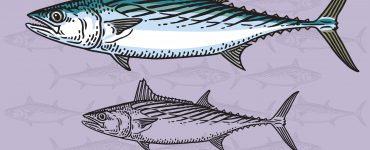 atlantic bonito