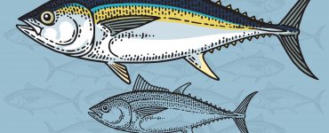 bigeye tuna