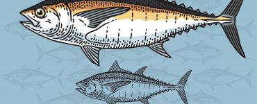 blackfin tuna
