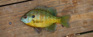 can you eat bluegill fish