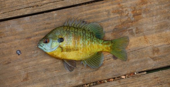 can you eat bluegill fish