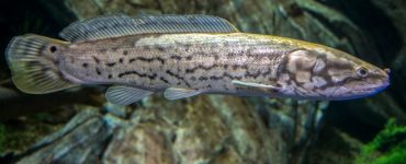 bowfin fish