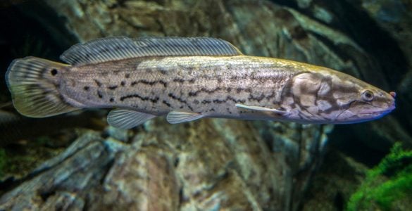 bowfin fish