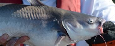 eating catfish