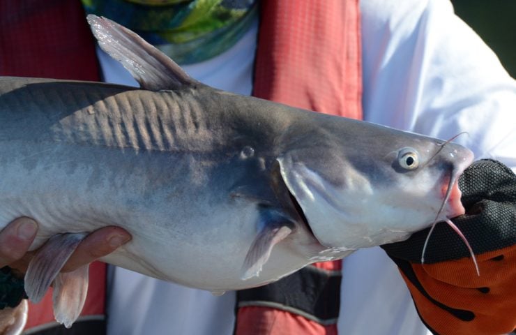 eating catfish