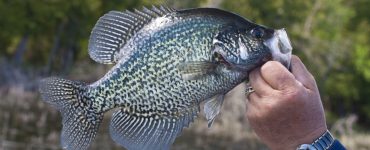 person holding a crappie fish they caught