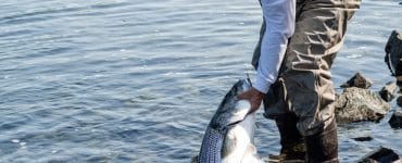 surf fisherman with large striped bass