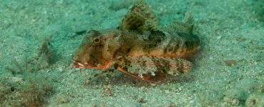 searobin fish