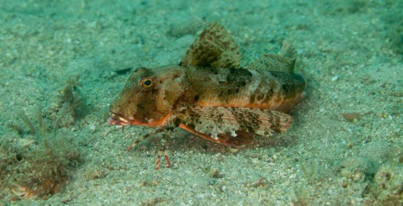 searobin fish