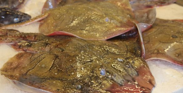 fresh skate fish for eating