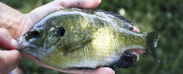 small bluegill