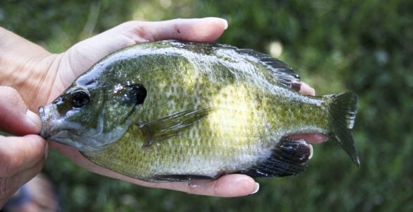 small bluegill