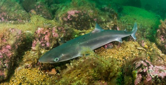 spiney dogfish