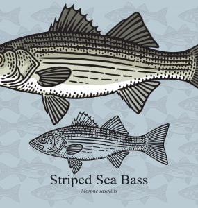 striped bass Morone saxatilis