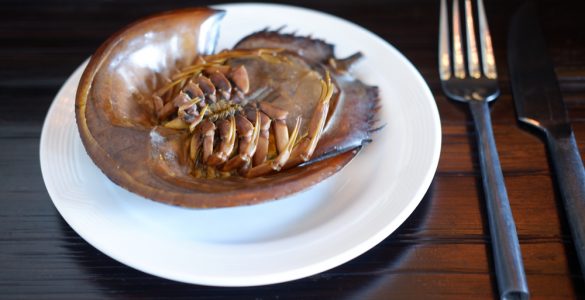 horseshoe crab on a plate