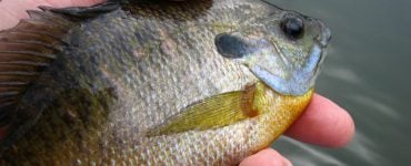 panfish line