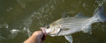 new jersey caught striped bass