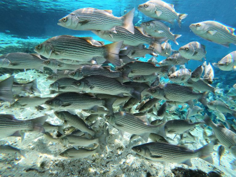 Can You Eat Striped Bass and is it Good?