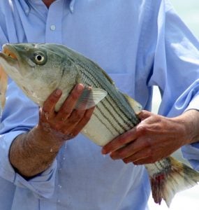 striped bass hooked in the mouth