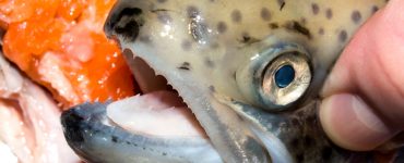 The teeth of the trout