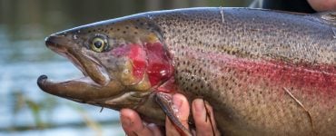 big steelhead trout