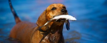 dog eating a trout