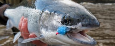 large steelhead trout