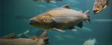 salmon trout