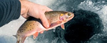 trout caught ice fishing