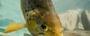 trout eating a frog