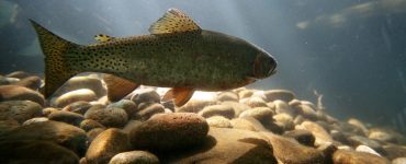 trout living in its habitat