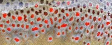trout scales