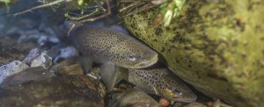 trout spawning in a creek