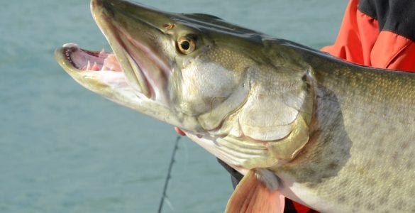 Muskie fish