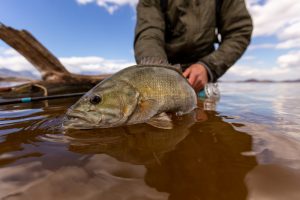 Can You Eat Smallmouth Bass? - Fishmasters.com