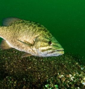 a smallmouth bass swimming