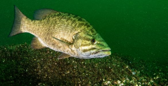 a smallmouth bass swimming