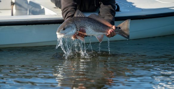 Fly fishing for Redfish in Louisiana