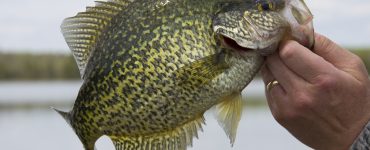 Black Crappie fish