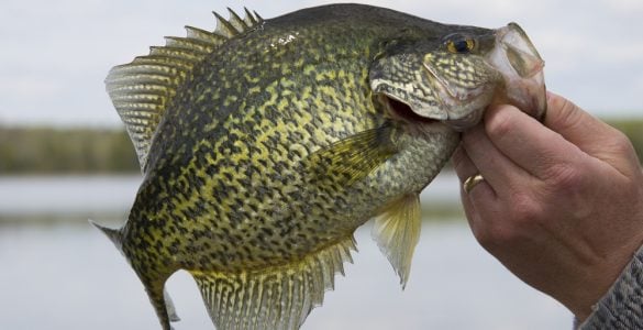 Black Crappie fish