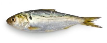 shad fish for eating