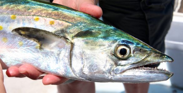 holding a spanish Mackerel