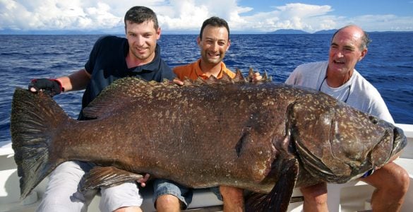 3 men on a boat holding a giant grouper