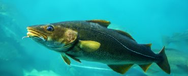 Cod fishes floating