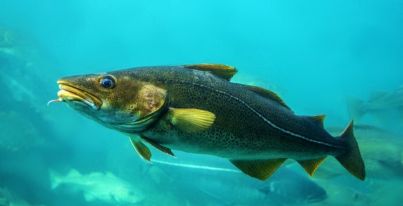 Cod fishes floating