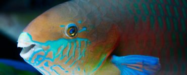 Green-blotched Parrotfish