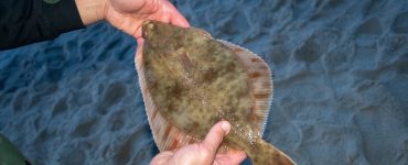 Types of Flatfish The Complete Guide
