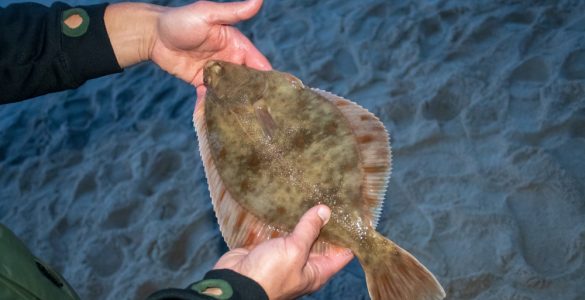Types of Flatfish The Complete Guide