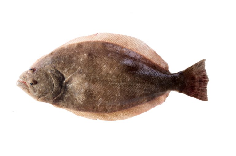 Fluke vs flounder what is the difference fishmasters
