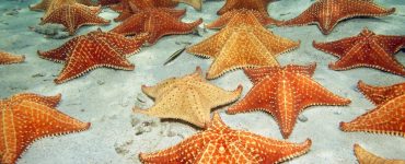 starfish